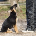 Training Your Puppy to Be Calm and Well-Behaved