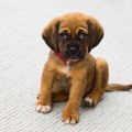 Choosing the Right Puppy Breed for Your Lifestyle: A Comprehensive Guide