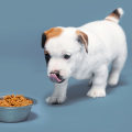 Feeding Schedules and Portion Sizes for Puppies