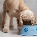 Feeding a Puppy with Special Dietary Needs - A Guide for New Pet Owners