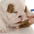 Vaccinations and Boosters for Puppies: Everything You Need to Know