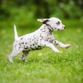 Puppy Play and Exercise: Everything You Need to Know