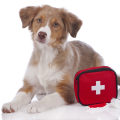 Dealing with Emergencies and First Aid for Puppies