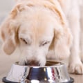 Adding Supplements to Your Puppy's Diet: Promoting Optimal Health