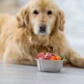 Choosing the Best Food for Your Puppy's Needs