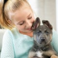 Helping Your Puppy Feel Comfortable and Safe: Tips for New Puppy Owners