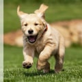 Teaching Your Puppy Proper Socialization Skills: A Comprehensive Guide for New Puppy Parents