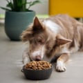 Puppy Nutrition: Everything You Need to Know