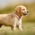 Common Puppy Illnesses: A Guide to Keeping Your Furry Friend Healthy