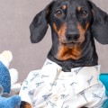 Must-Have Toys and Accessories for Puppies: A Complete Guide