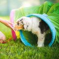 Socializing Your Puppy with Humans - A Guide to Help You and Your Pup Thrive