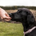 How to Effectively Teach Basic Commands to Your Puppy