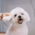 The Complete Guide to Puppy Grooming