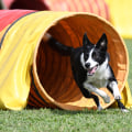 Tricks and Agility Training for Puppies: A Comprehensive Guide