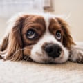 Interpreting Different Types of Barking: Understanding Your Puppy's Behavior