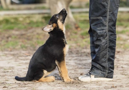 Training Your Puppy to Be Calm and Well-Behaved