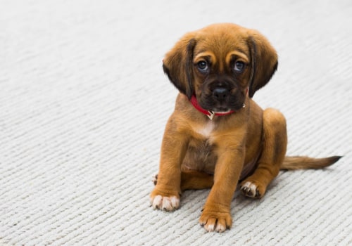 Choosing the Right Puppy Breed for Your Lifestyle: A Comprehensive Guide