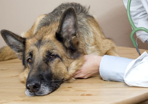 Spaying and Neutering Your Puppy: The Importance of Proper Medical Care