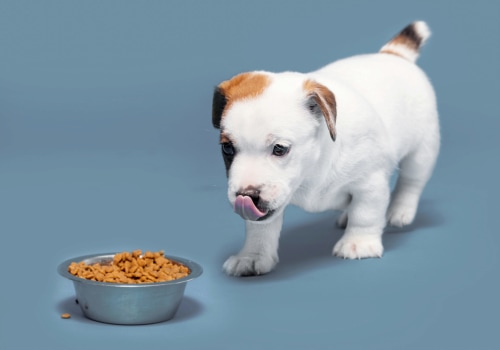 Feeding Schedules and Portion Sizes for Puppies