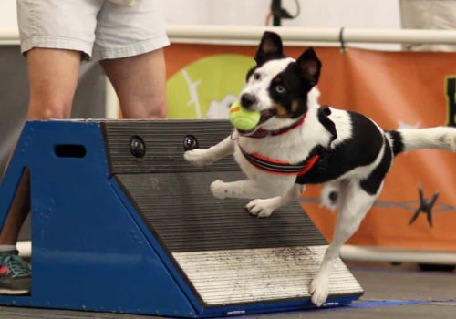 Decoding Play Behavior in Puppies: Understanding Your Furry Friend