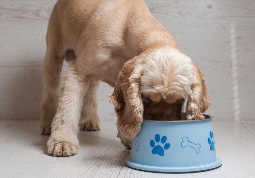 Feeding a Puppy with Special Dietary Needs - A Guide for New Pet Owners