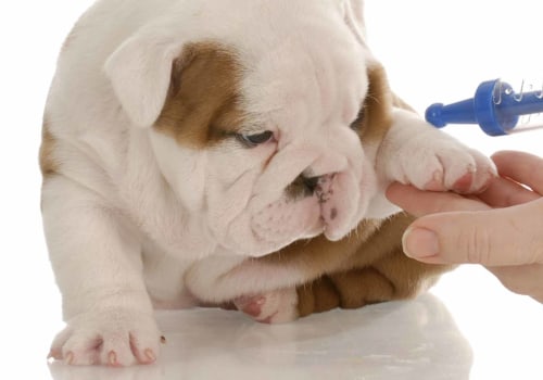 Vaccinations and Boosters for Puppies: Everything You Need to Know