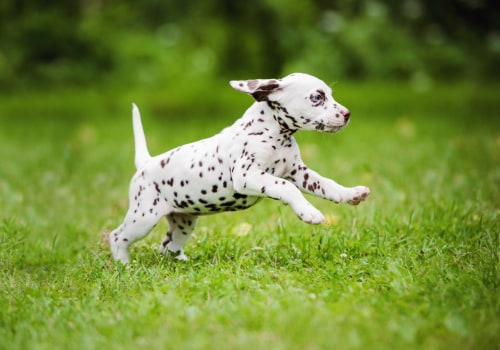 Puppy Play and Exercise: Everything You Need to Know