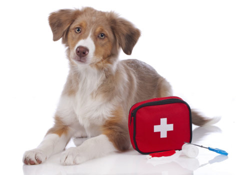 Dealing with Emergencies and First Aid for Puppies