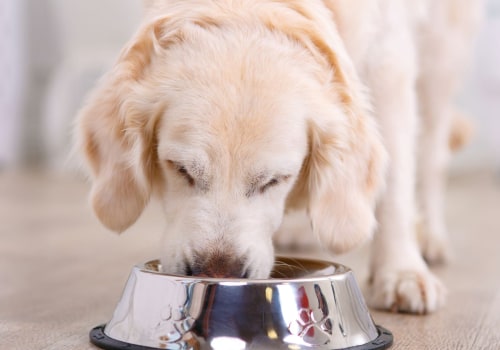 Adding Supplements to Your Puppy's Diet: Promoting Optimal Health