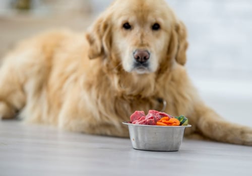 Choosing the Best Food for Your Puppy's Needs