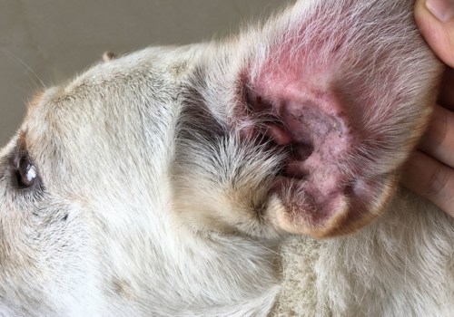 Dealing with Ear Infections in Puppies: A Complete Guide