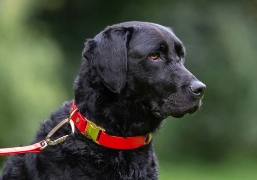 Choosing the Right Collar and Leash for Your Puppy: A Comprehensive Guide