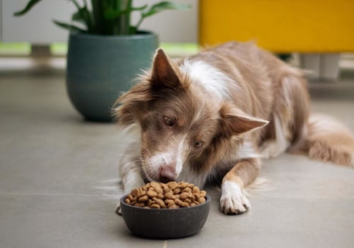 Puppy Nutrition: Everything You Need to Know