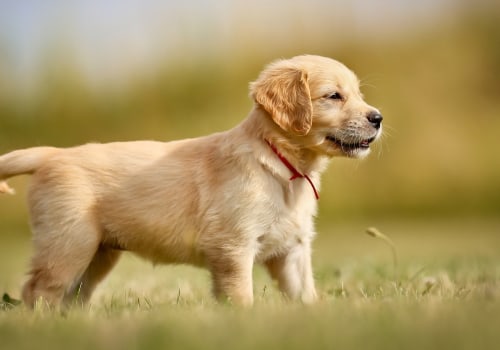 Common Puppy Illnesses: A Guide to Keeping Your Furry Friend Healthy