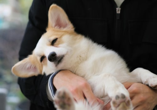 Reading Your Puppy's Body Language: A Comprehensive Guide to Understanding Your New Furry Friend