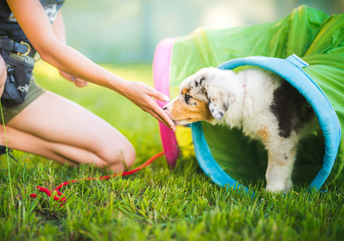 Socializing Your Puppy with Humans - A Guide to Help You and Your Pup Thrive