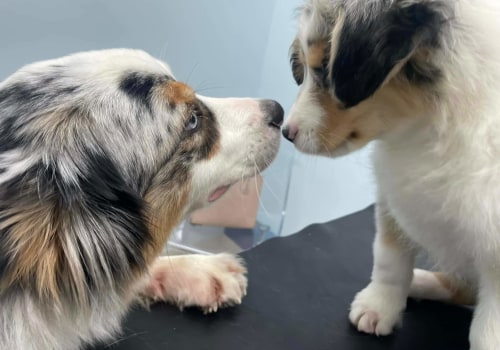 A Comprehensive Guide to Puppy Vaccinations