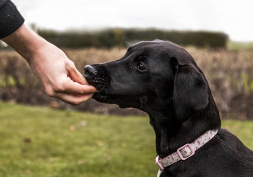 How to Effectively Teach Basic Commands to Your Puppy