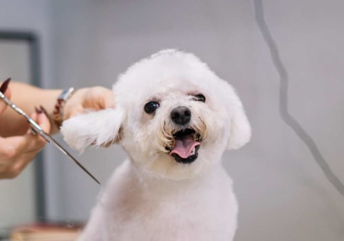 The Complete Guide to Puppy Grooming