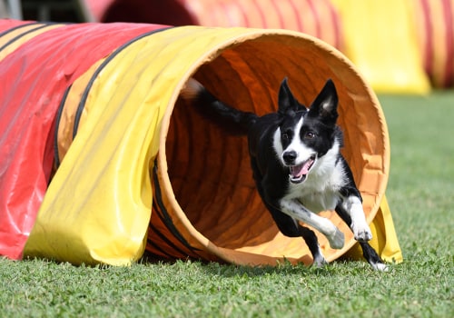 Tricks and Agility Training for Puppies: A Comprehensive Guide