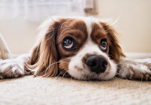 Interpreting Different Types of Barking: Understanding Your Puppy's Behavior